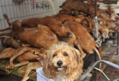 are puppies eaten in china